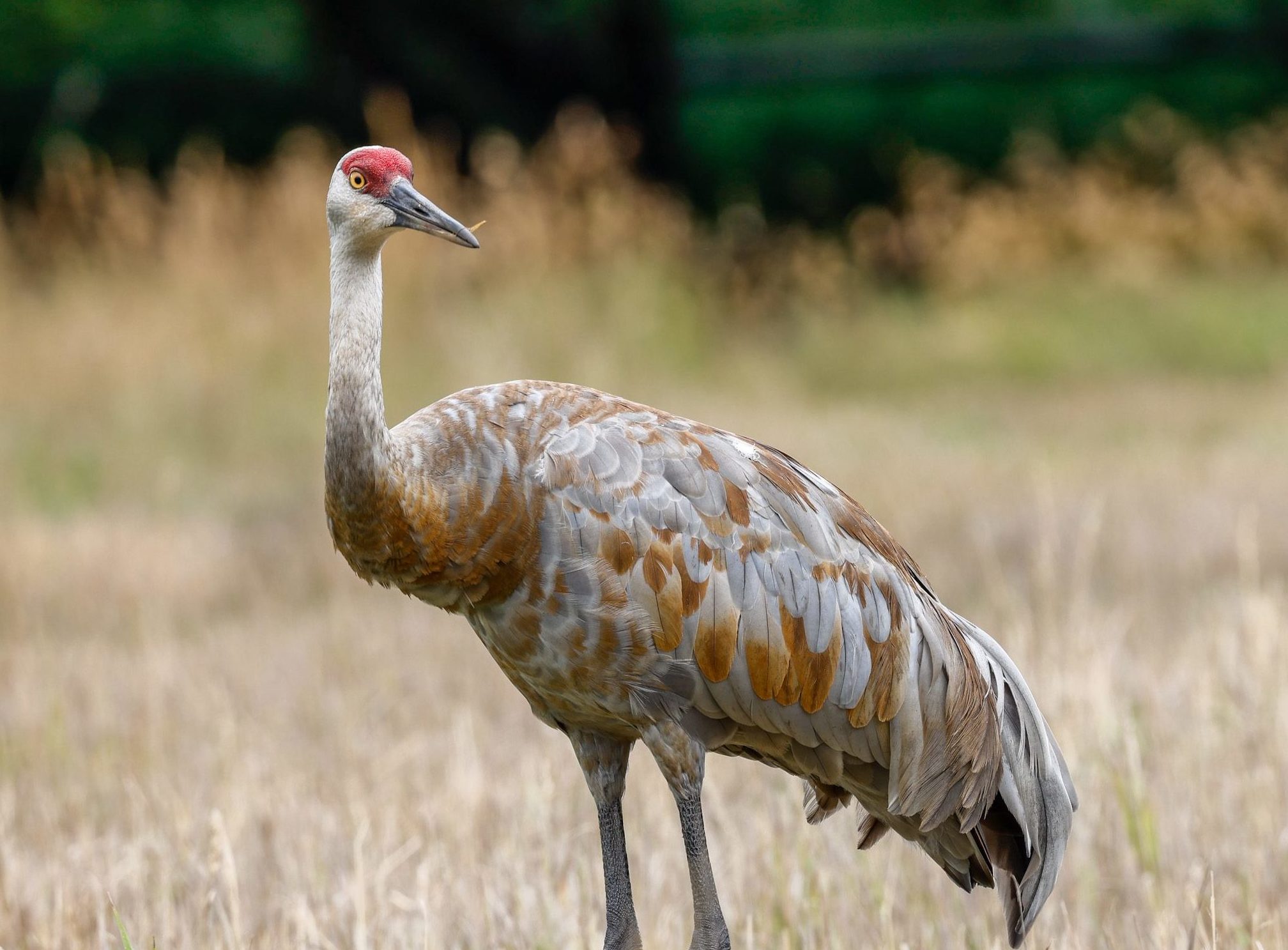 Sandhill Cranes are known for dancing. Courting cranes do an energetic dance when mating.