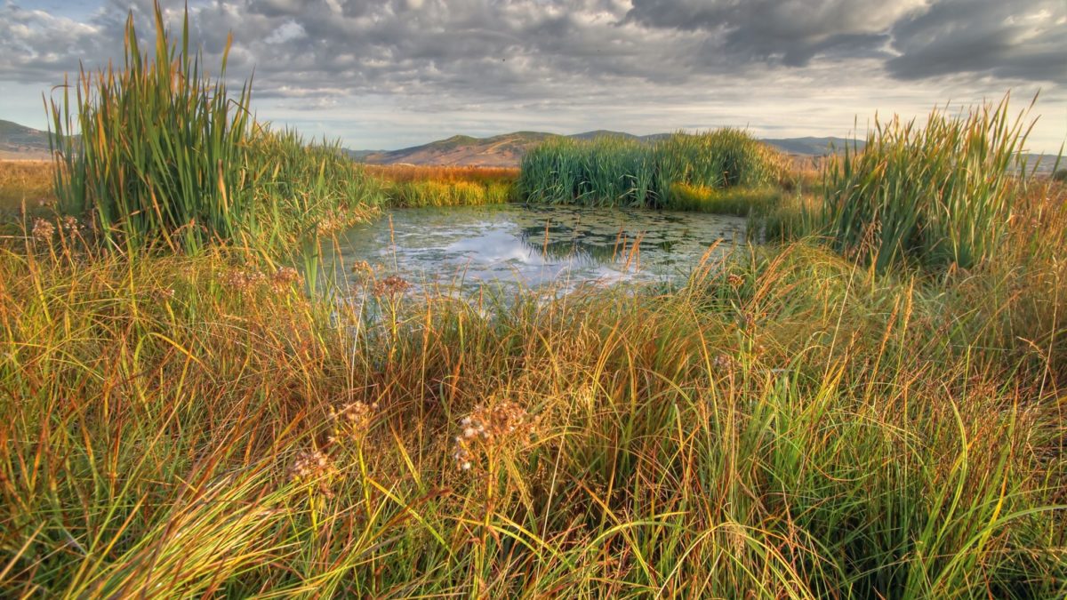 Swaner Preserve and TreeUtah are continuing restoration work along East Canyon Creek, where new trees and willows can help stabilize streambanks, shade the water and provide habitat for wildlife.