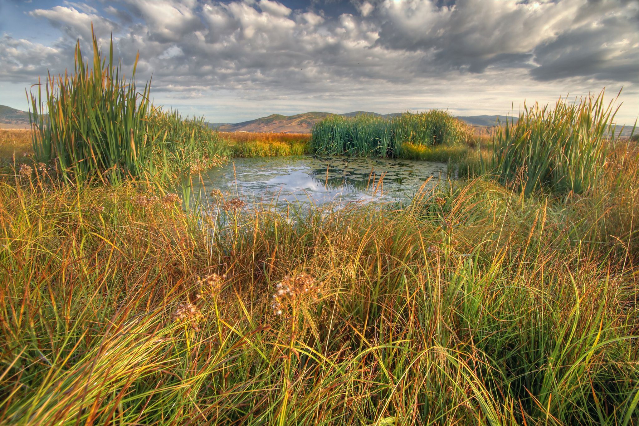 Swaner Preserve and TreeUtah are continuing restoration work along East Canyon Creek, where new trees and willows can help stabilize streambanks, shade the water and provide habitat for wildlife.