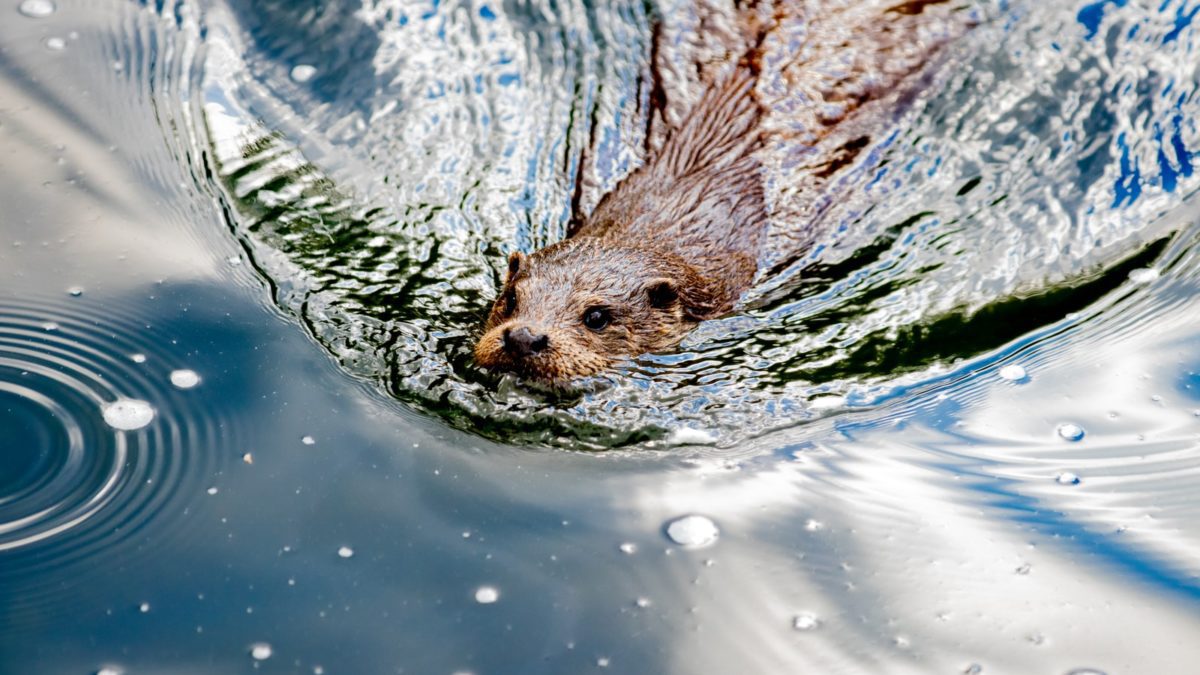 The Beaver Believers is an award-winning feature documentary sharing the urgent yet whimsical story of of activists: a biologist, a hydrologist, a botanist, an ecologist, a psychologist, and a hairdresser - who share a common vision around beavers.