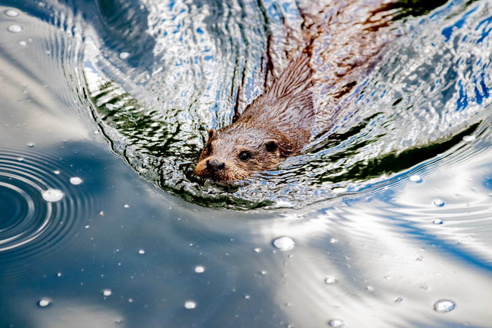 The Beaver Believers is an award-winning feature documentary sharing the urgent yet whimsical story of of activists: a biologist, a hydrologist, a botanist, an ecologist, a psychologist, and a hairdresser - who share a common vision around beavers.