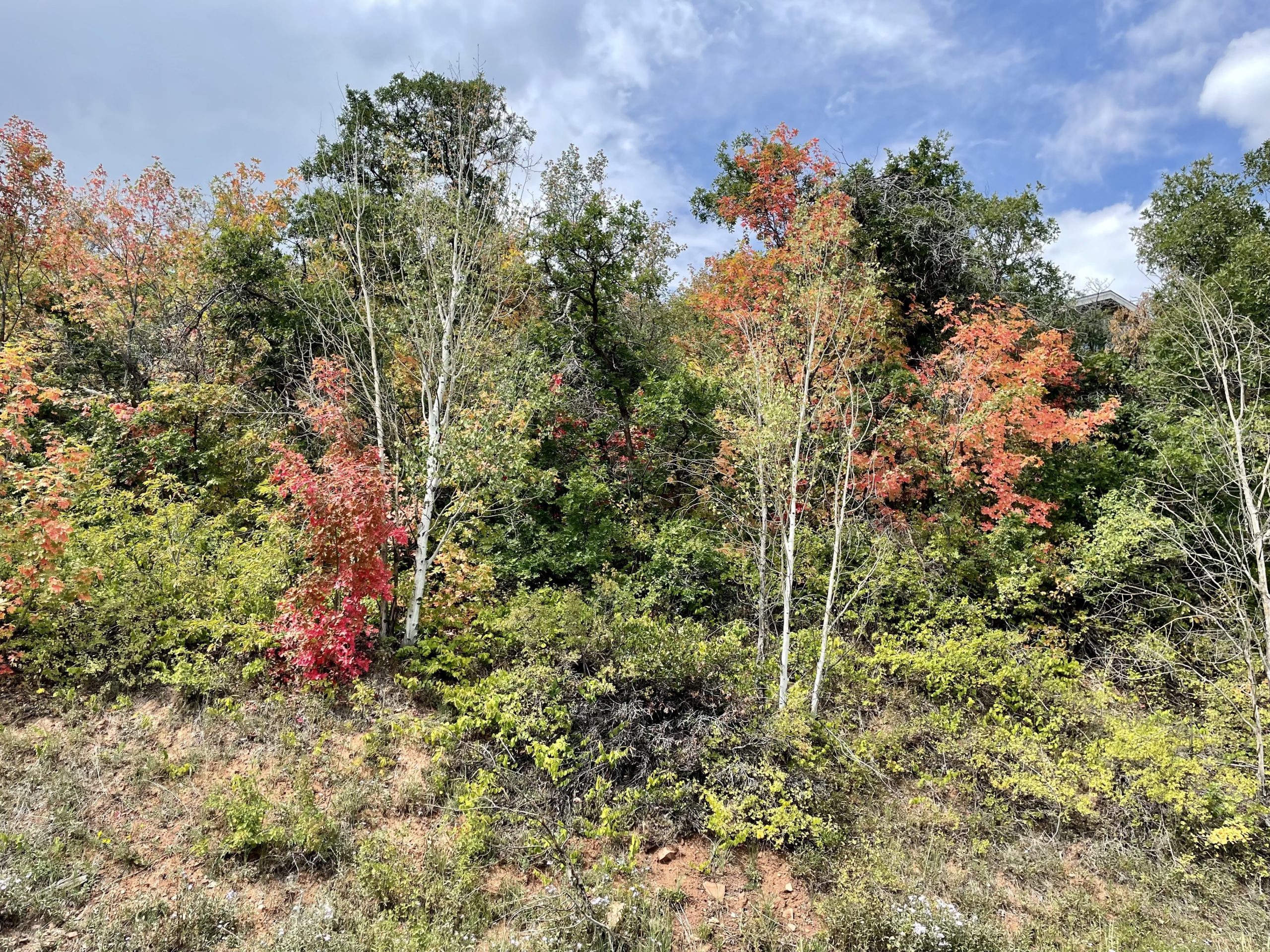 The leaves around Park City are beginning to change.