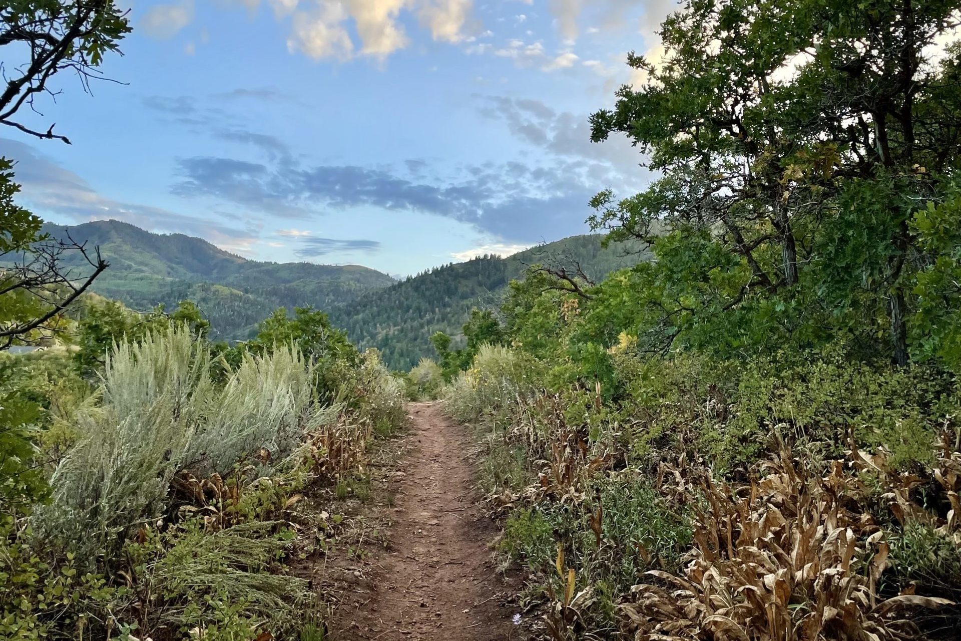 The primary objective of the project is to improve forest health, protect watershed resilience, and mitigate hazardous fuels.