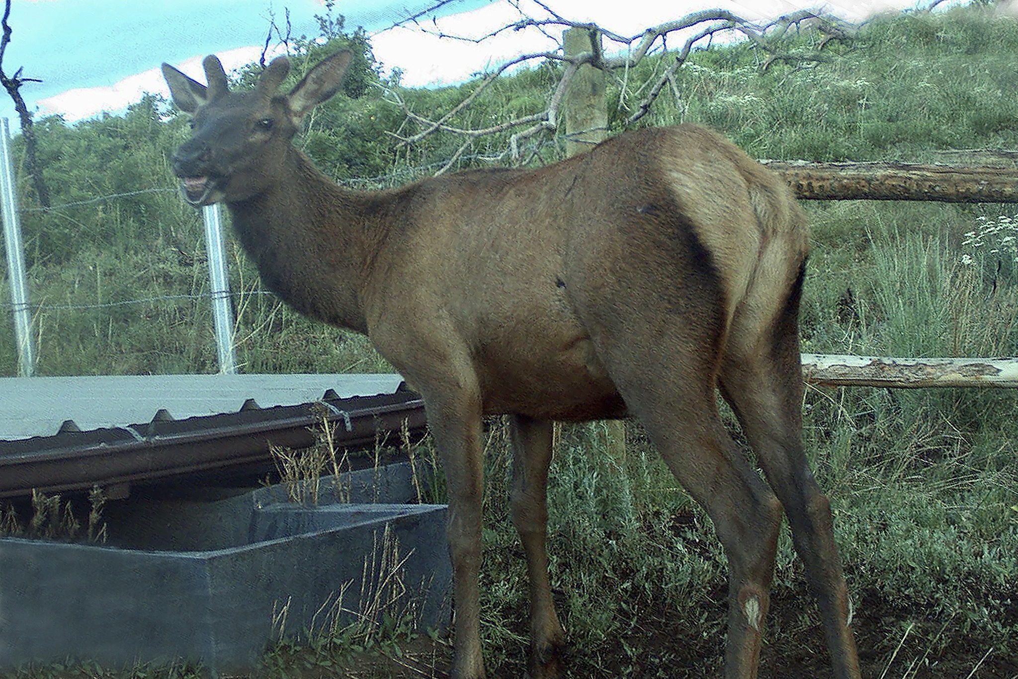 This elk in central Utah would agree with WalletHub ranking Utah as the happiest state in the US.