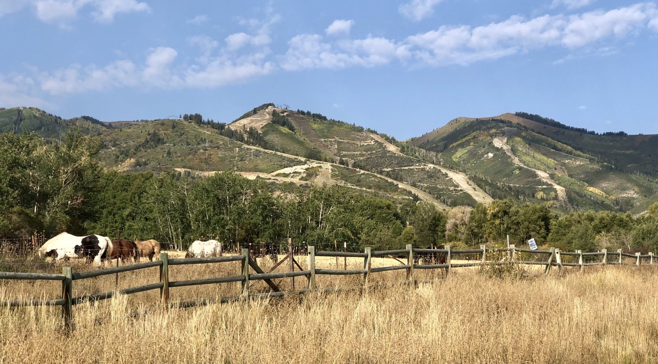 Horses grazing lazily in the foreground of the autumn-colored ski runs.