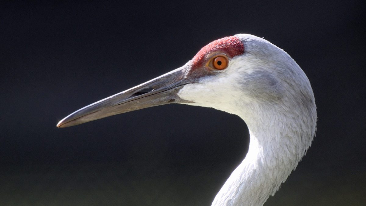 Sandhill cranes are often seen throughout the Park City area during the summer.