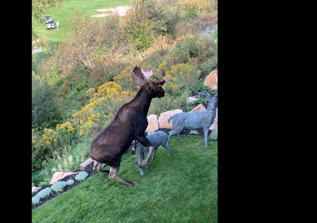 Frisky business, a bull moose tries to mate with a statue.