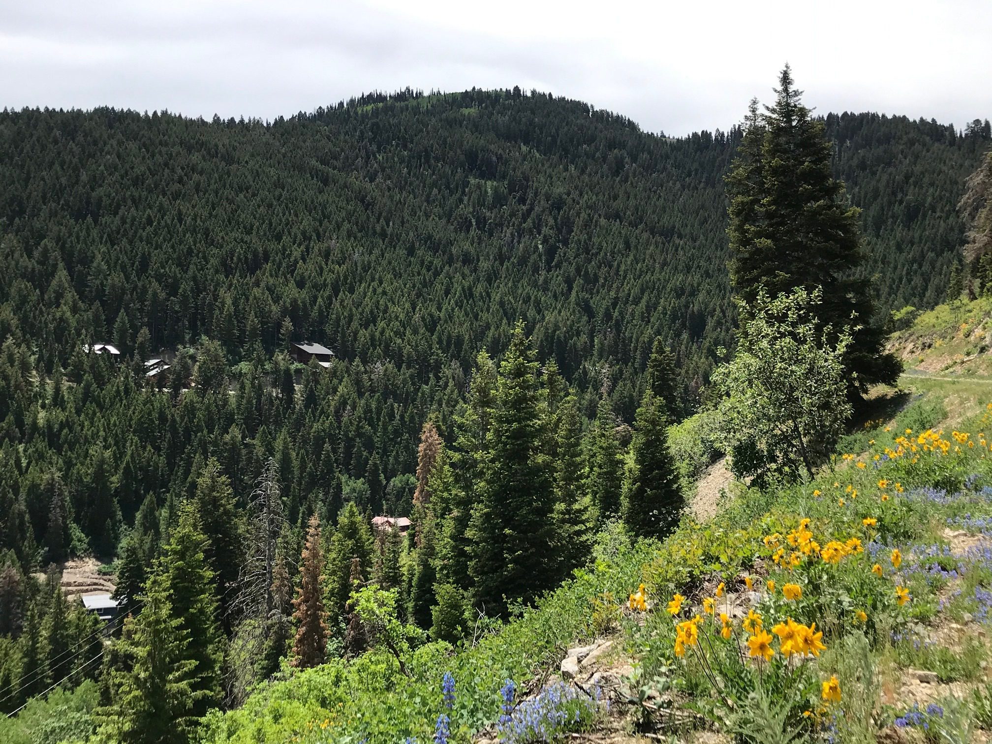 Summit Park open space.