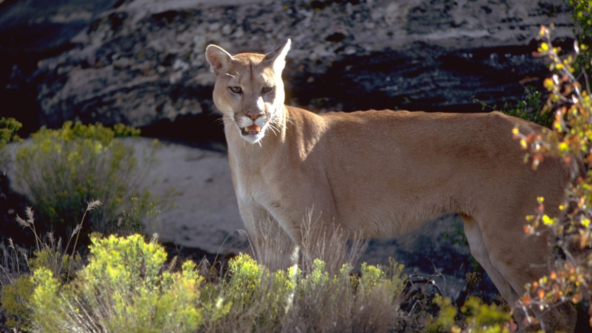 Cougars can be found throughout Utah, usually in the foothill and canyon areas, but also sometimes down in the valleys — especially during the winter months when they follow deer searching for food to lower elevations.