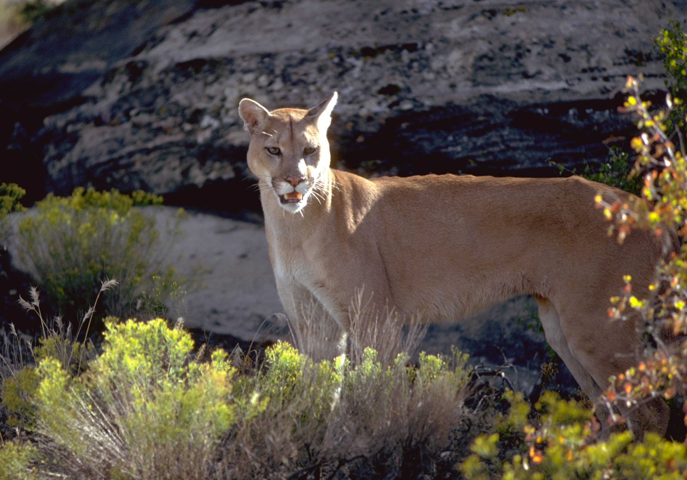 Cougars can be found throughout Utah, usually in the foothill and canyon areas, but also sometimes down in the valleys — especially during the winter months when they follow deer searching for food to lower elevations.