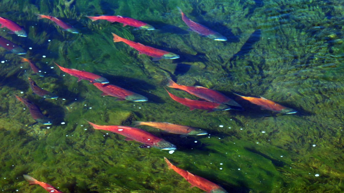 Spawning kokanee salmon in Utah's Strawberry River near Strawberry Reservoir.