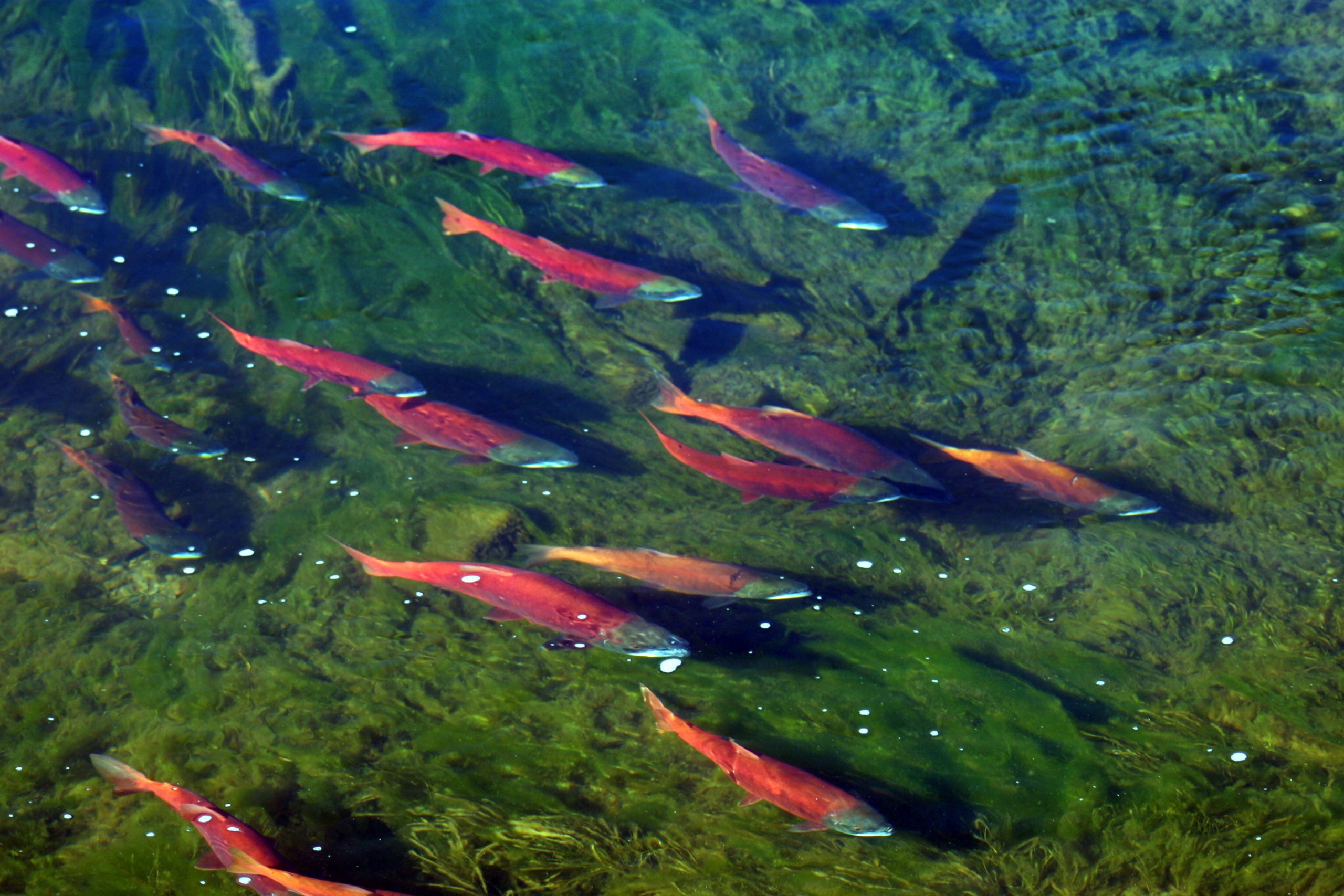 Spawning kokanee salmon in Utah's Strawberry River near Strawberry Reservoir.