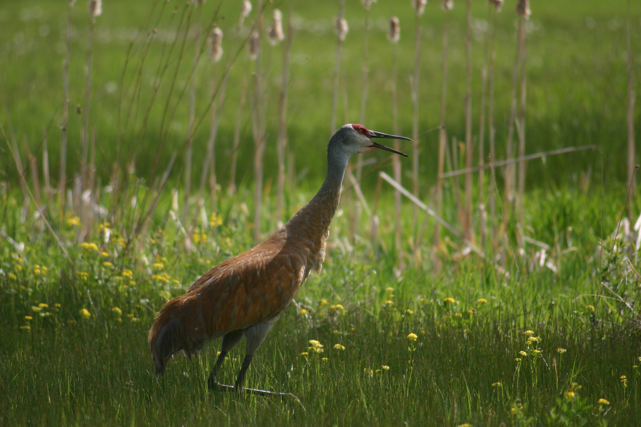 Sandhill crane in a field of flowers.