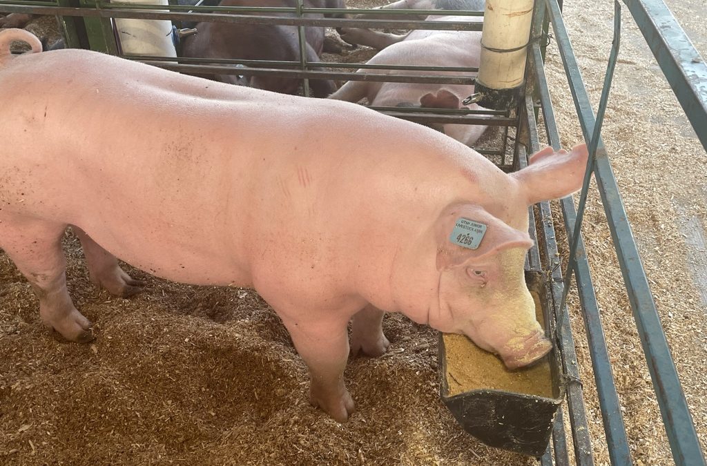 Summit County Fair Livestock Exhibit - Swine.