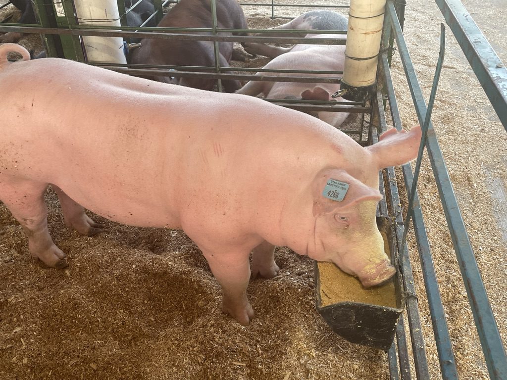 Summit County Fair Livestock Exhibit - Swine.