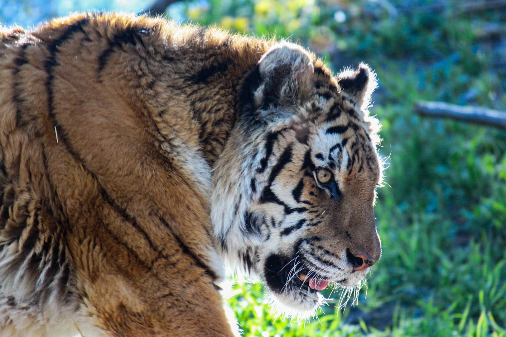 Utah's Hogle Zoo's oldest tiger dies - TownLift, Park City News