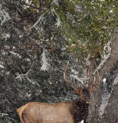 An elk herd, grazing in Park City today.