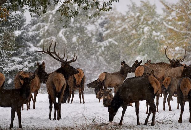 An elk herd, grazing in Park City today.