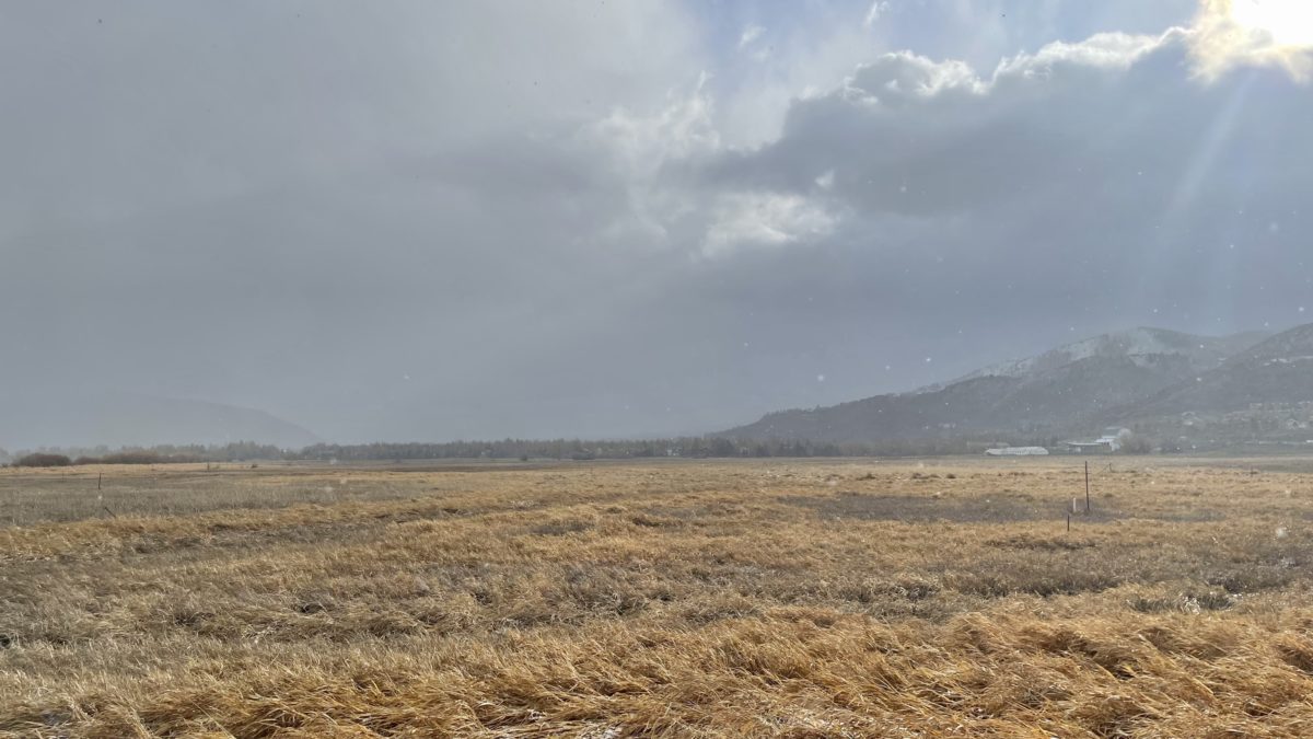 Swaner Nature Preserve, covered in snizzle on Tuesday.