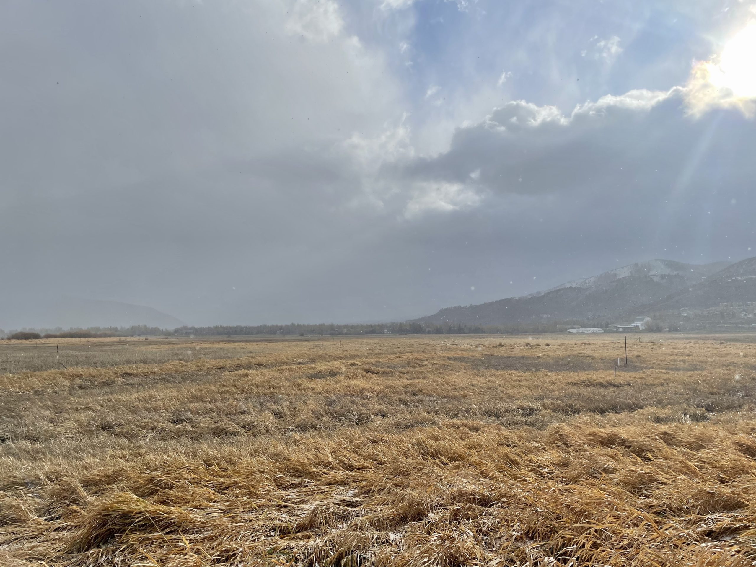 Swaner Nature Preserve, covered in snizzle on Tuesday.