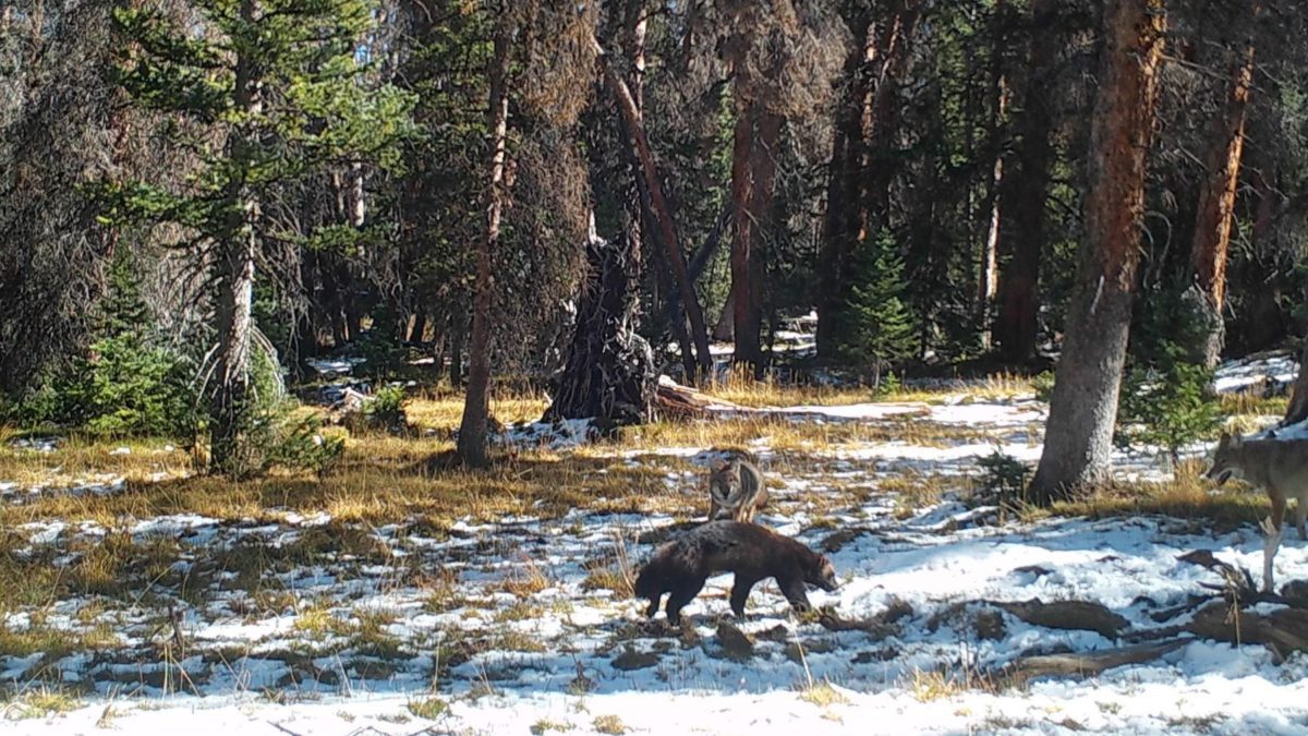 A wolverine and coyotes were spotted on October 3rd in the Uinta Mountains.