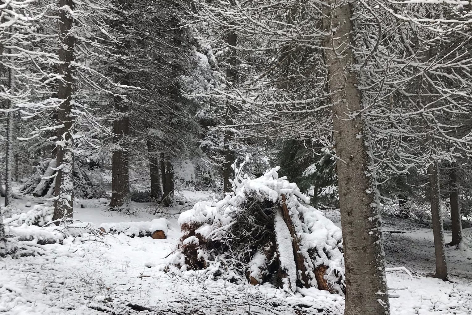 The burning of slash piles is a traditional forestry practice and it remains the most common wood-waste disposal method used in forest management today.