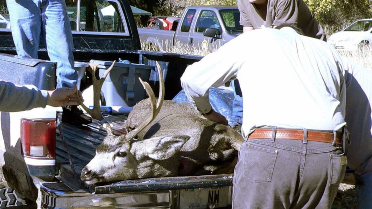 Chronic wasting disease is a relatively rare transmissible disease that affects the nervous systems of deer, elk and moose.