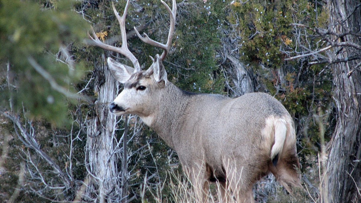 If you draw the permit for buck deer, you'll have plenty of days and plenty of places to find the animal of your dreams.