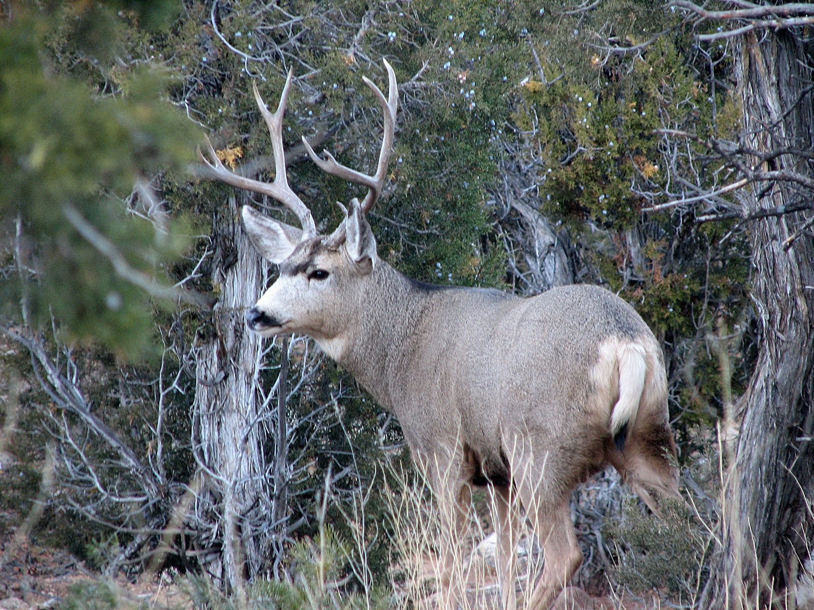 If you draw the permit for buck deer, you'll have plenty of days and plenty of places to find the animal of your dreams.