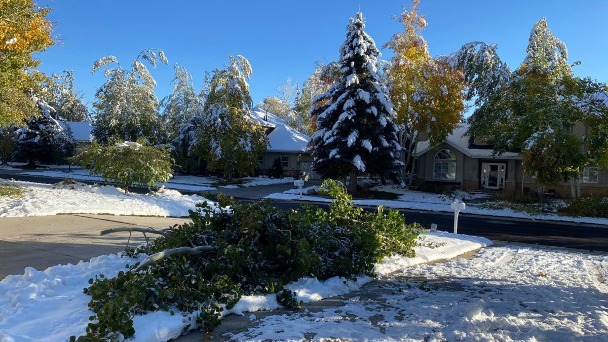 The early season snowstorm caused tree damage throughout the Park City area.