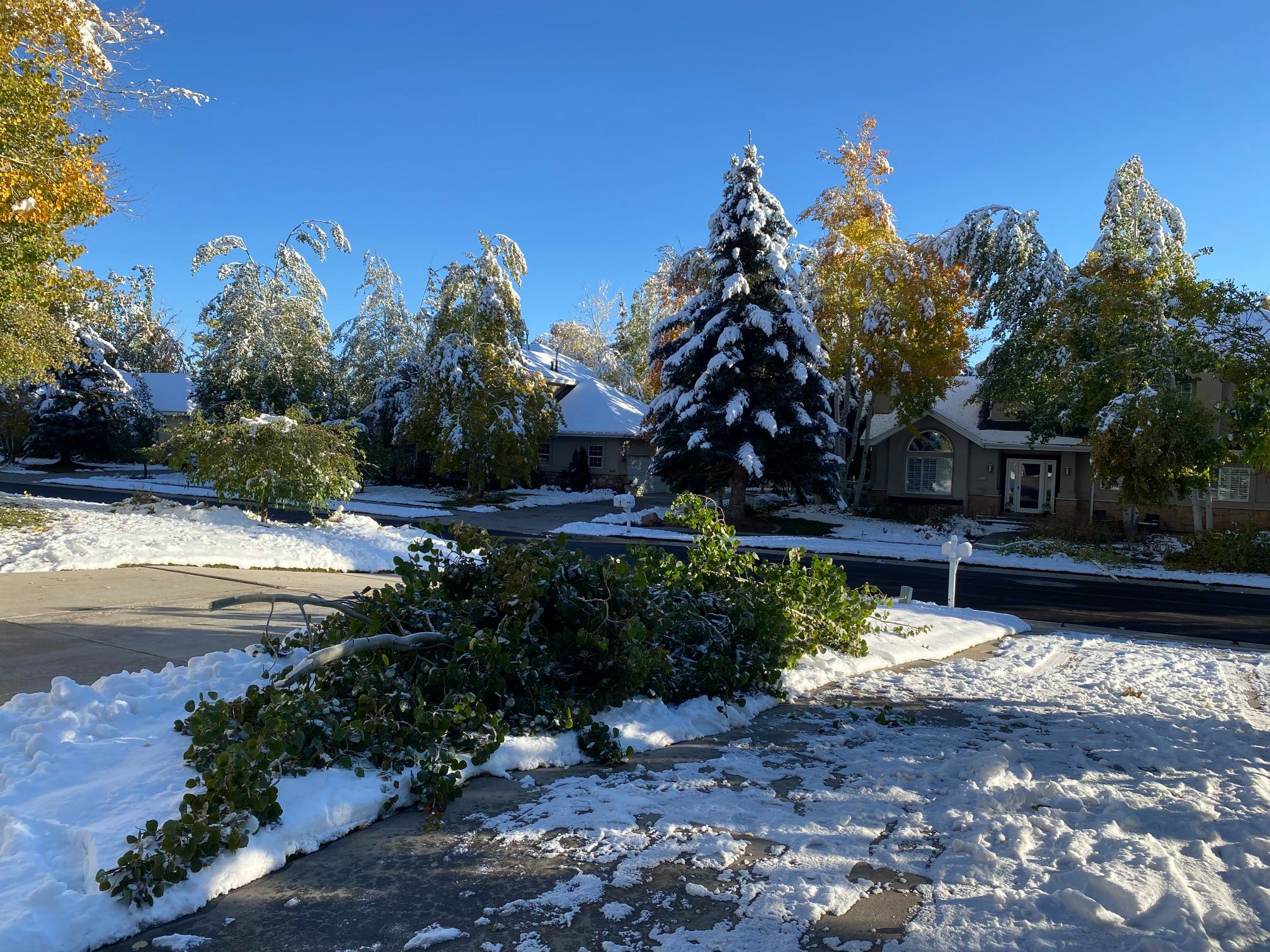 The early season snowstorm caused tree damage throughout the Park City area.