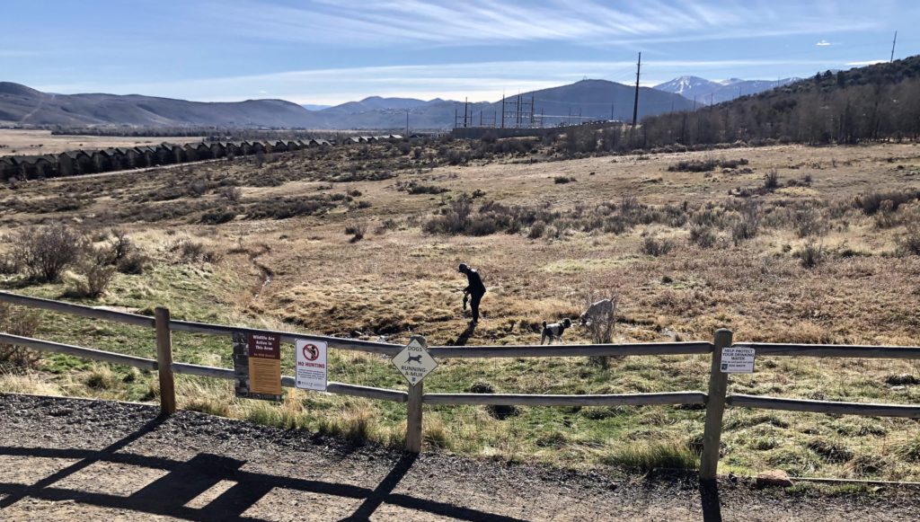 SNAPPED: The Golden Poop at the Run-A-Muk Dog Park - TownLift, Park