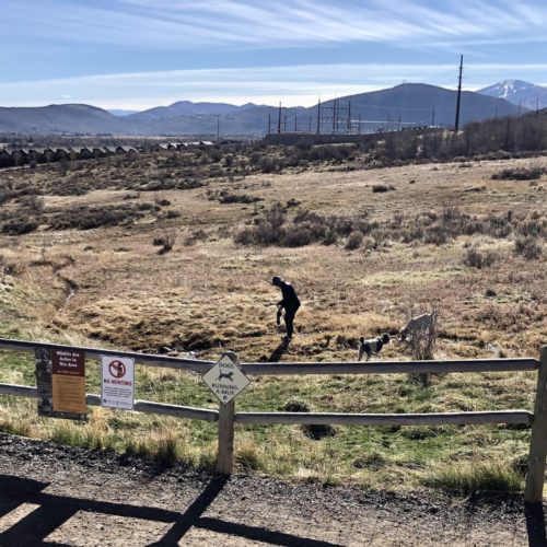 SNAPPED: The Golden Poop at the Run-A-Muk Dog Park - TownLift, Park