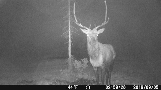 DWR is proposing to prohibit the use of transmitting trail cameras (or non-handheld transmitting devices) that are used to harvest or to aid in the harvest of big game between July 31 and Jan. 31. DWR is also proposing to prohibit the sale or purchase of trail camera footage or data that will aid in the harvest of any big game animals.