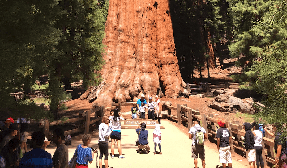 The General Sherman Tree is the world's largest tree, measured by volume. It stands 275 feet (83 m) tall, and is over 36 feet (11 m) in diameter at the base.