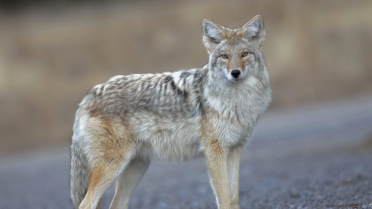 Coyotes are members of the dog family Canidae. They can be found throughout the United States and are quite common in Utah. They are adapted to a wide range of habitats, including urban areas such as inner cities and suburban neighborhoods.