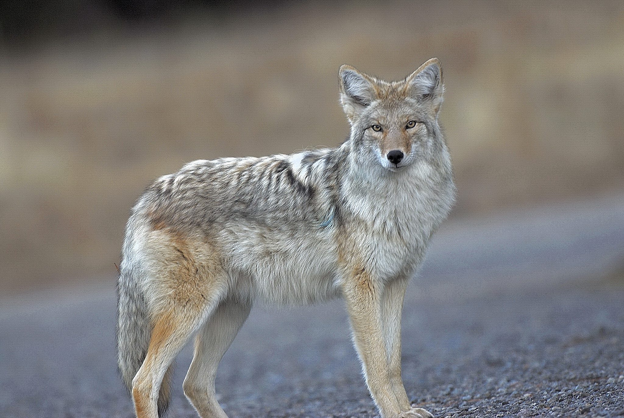 Coyotes are members of the dog family Canidae. They can be found throughout the United States and are quite common in Utah. They are adapted to a wide range of habitats, including urban areas such as inner cities and suburban neighborhoods.