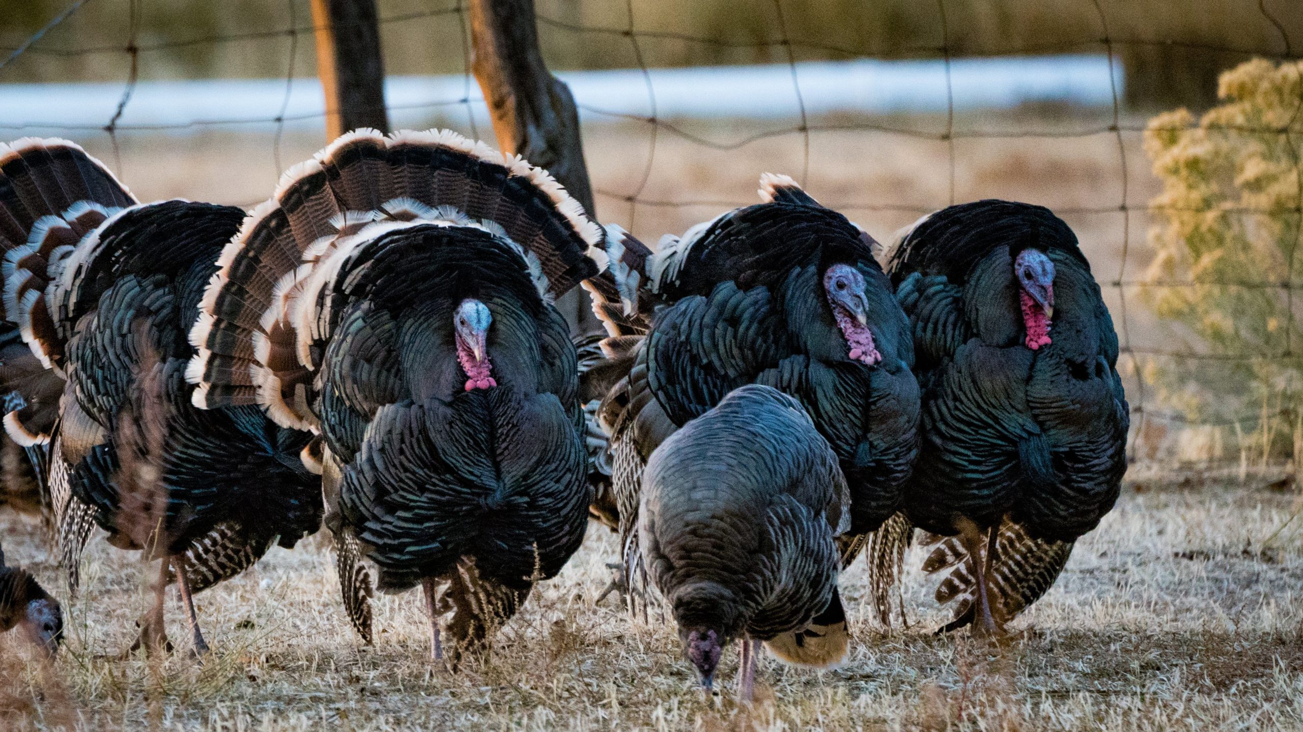 A large group of turkeys is called a flock.