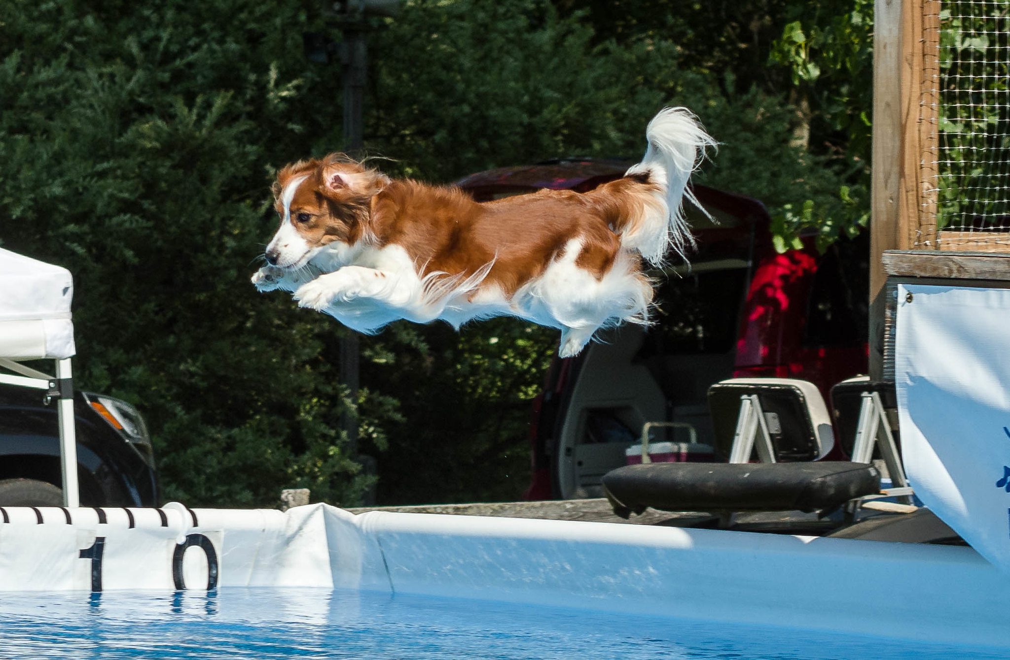 Dock diving dog.