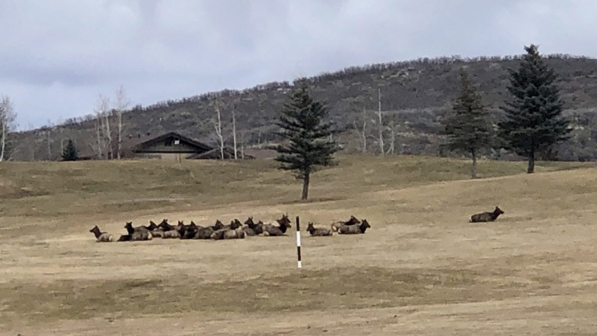 Golf course elk herd in Park City.