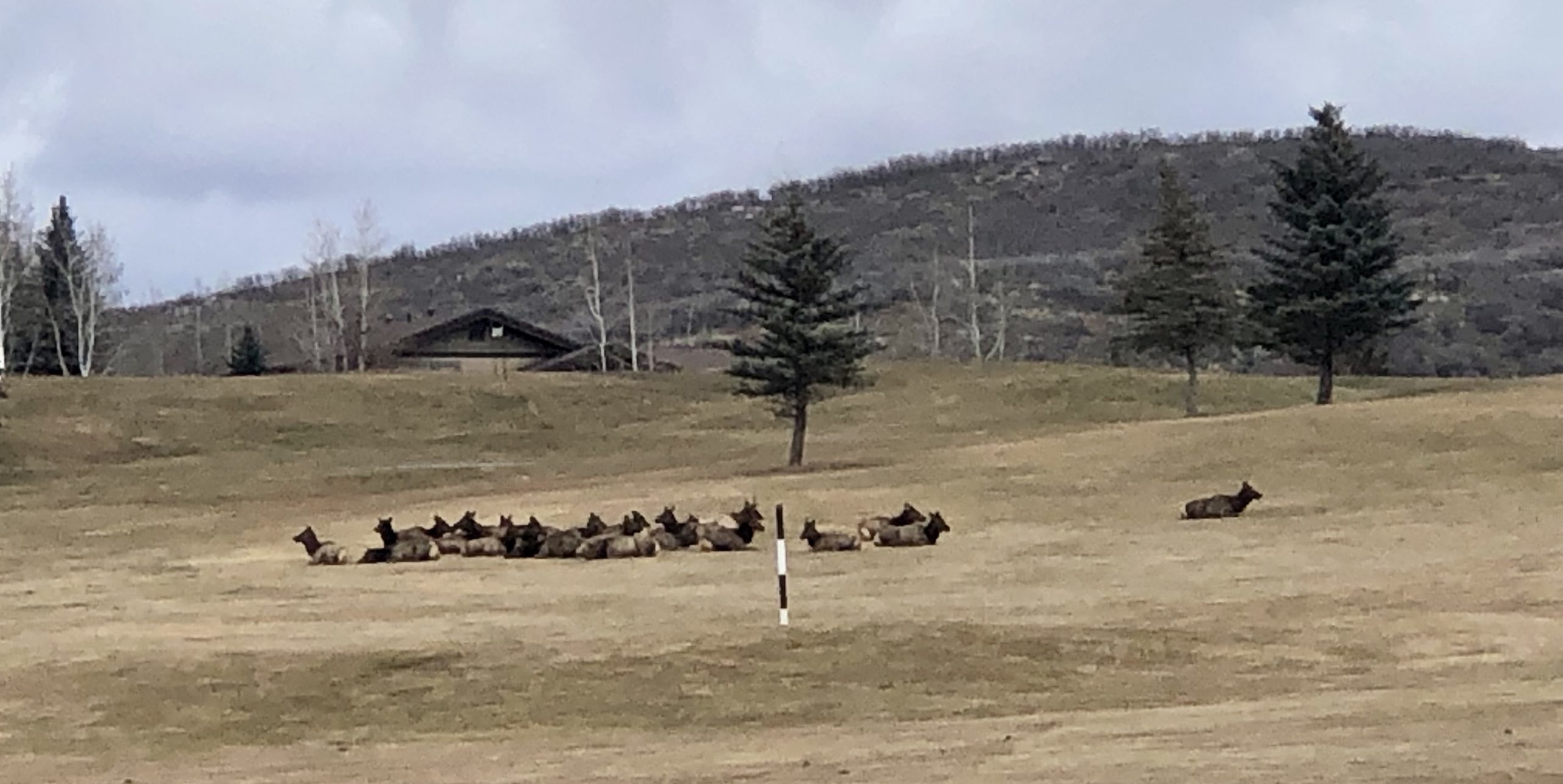 Golf course elk herd in Park City.