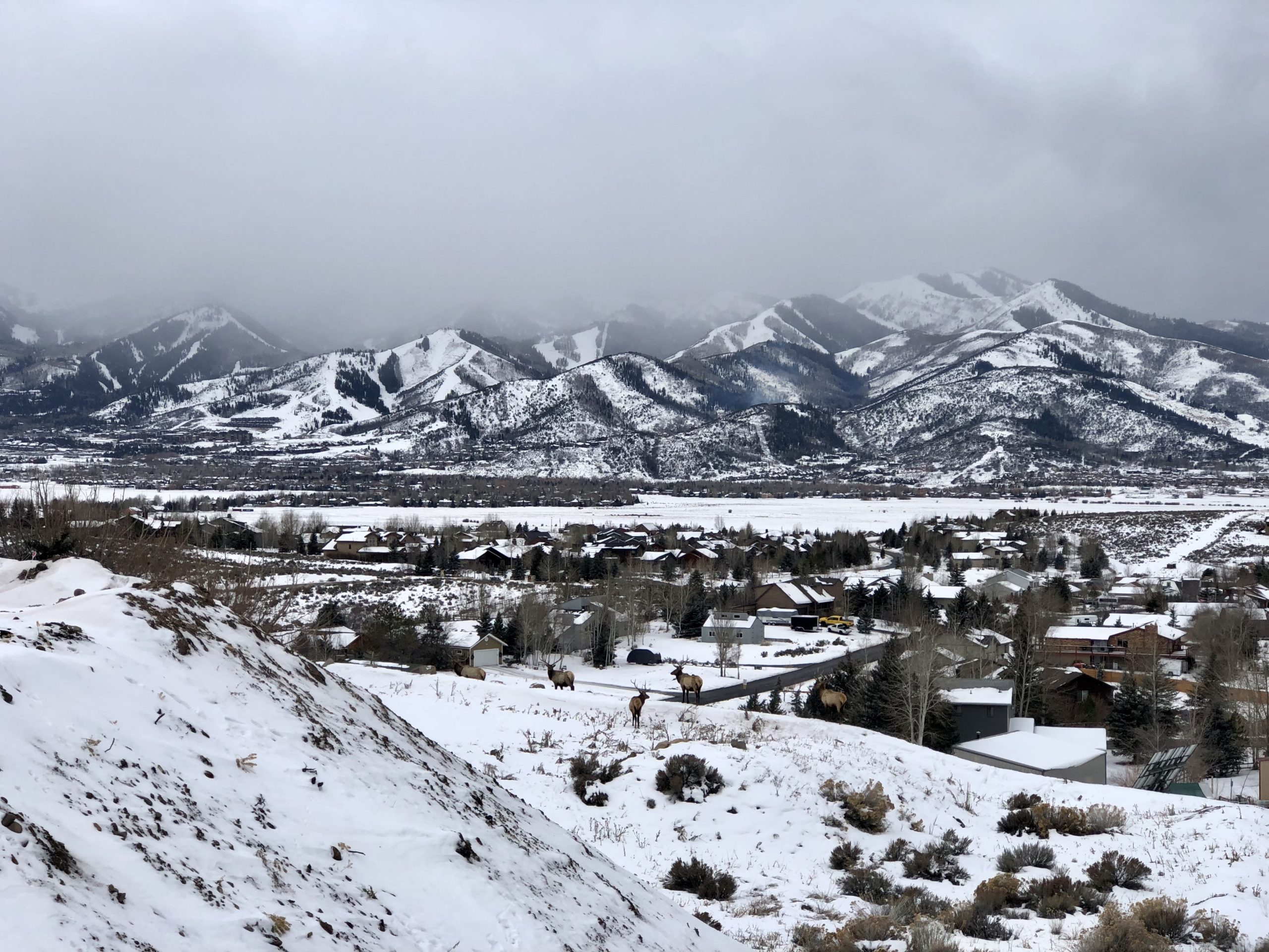 Summit County, UT as the snow storm rolls in above the elk herd.