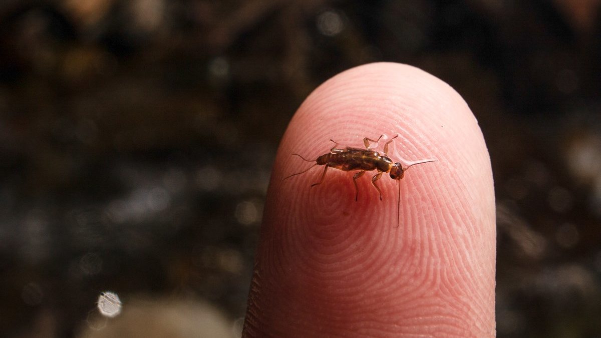 A tiny, brown meltwater stonefly (Lednia tumana) clings to a fingertip.