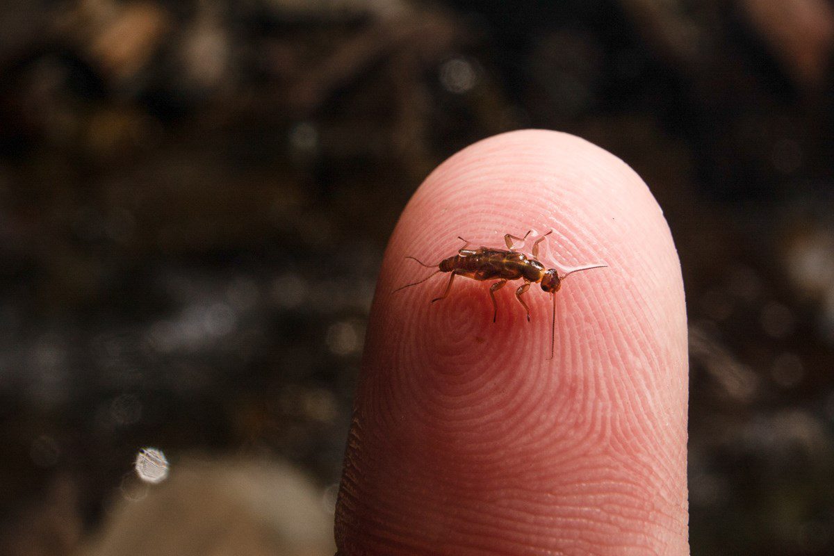 A tiny, brown meltwater stonefly (Lednia tumana) clings to a fingertip.