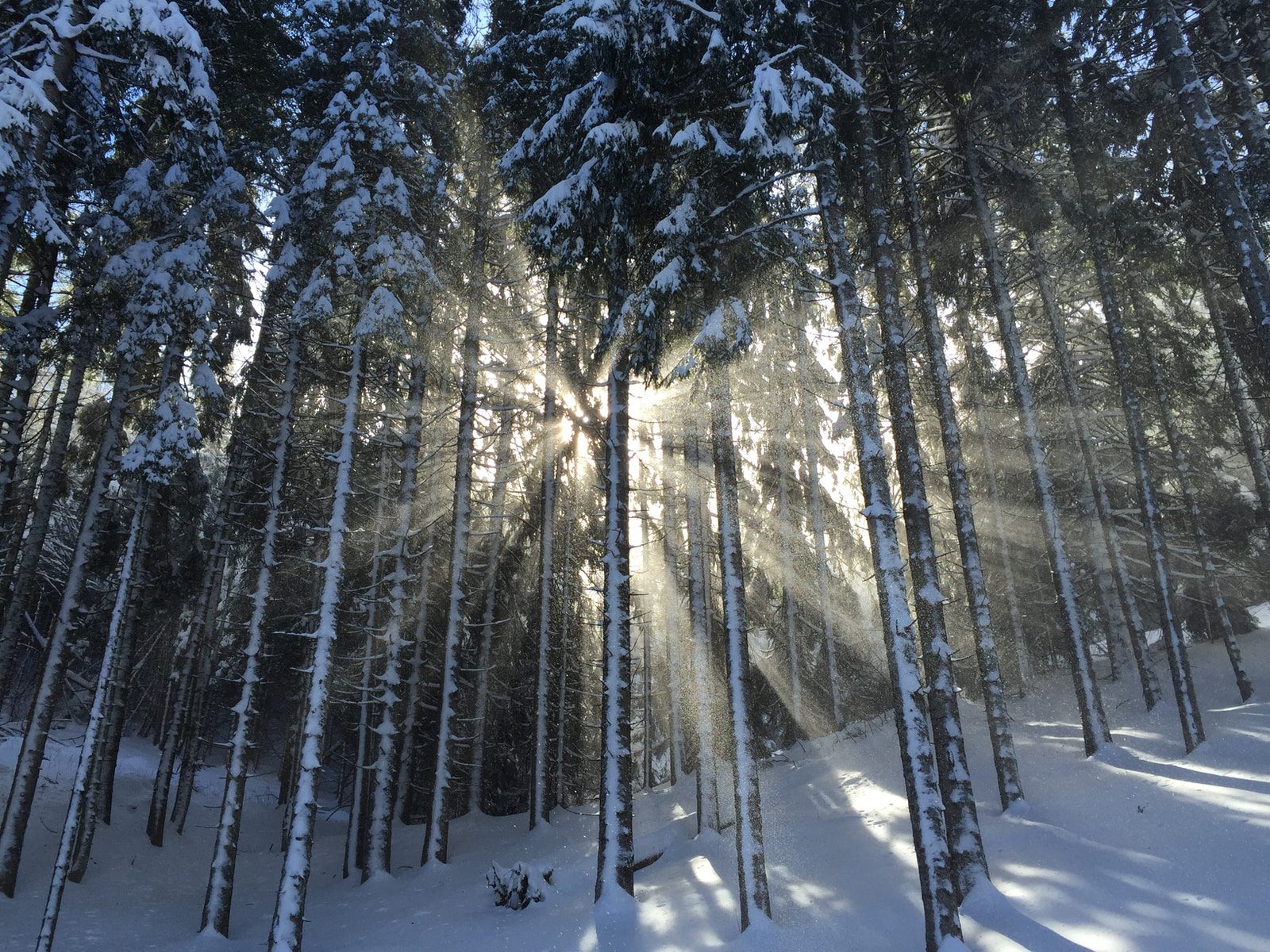 The winter solstice, also called the hiemal solstice or hibernal solstice, occurs when either of Earth's poles reaches its maximum tilt away from the Sun.