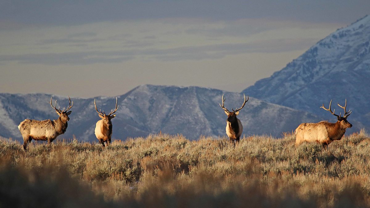113 elk, including 18 “trophy” bull elk were illegally hunted in 2021.