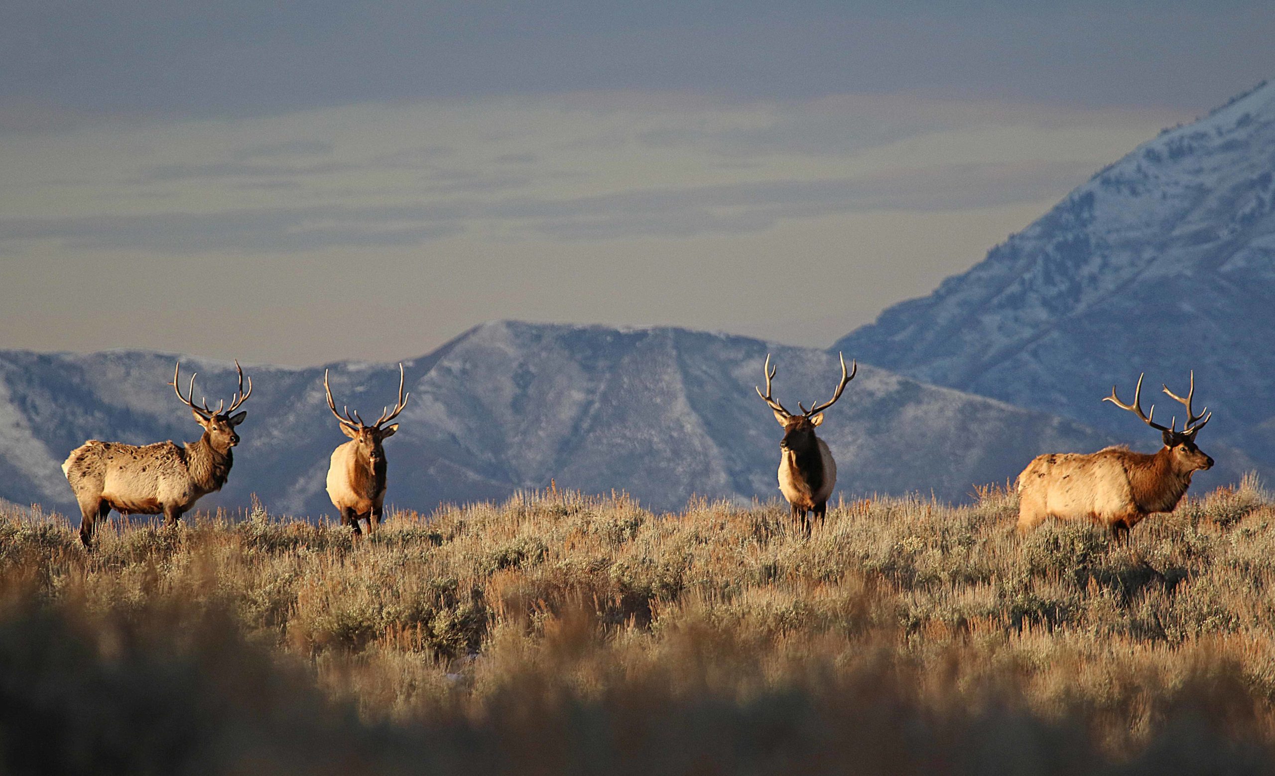 113 elk, including 18 “trophy” bull elk were illegally hunted in 2021.