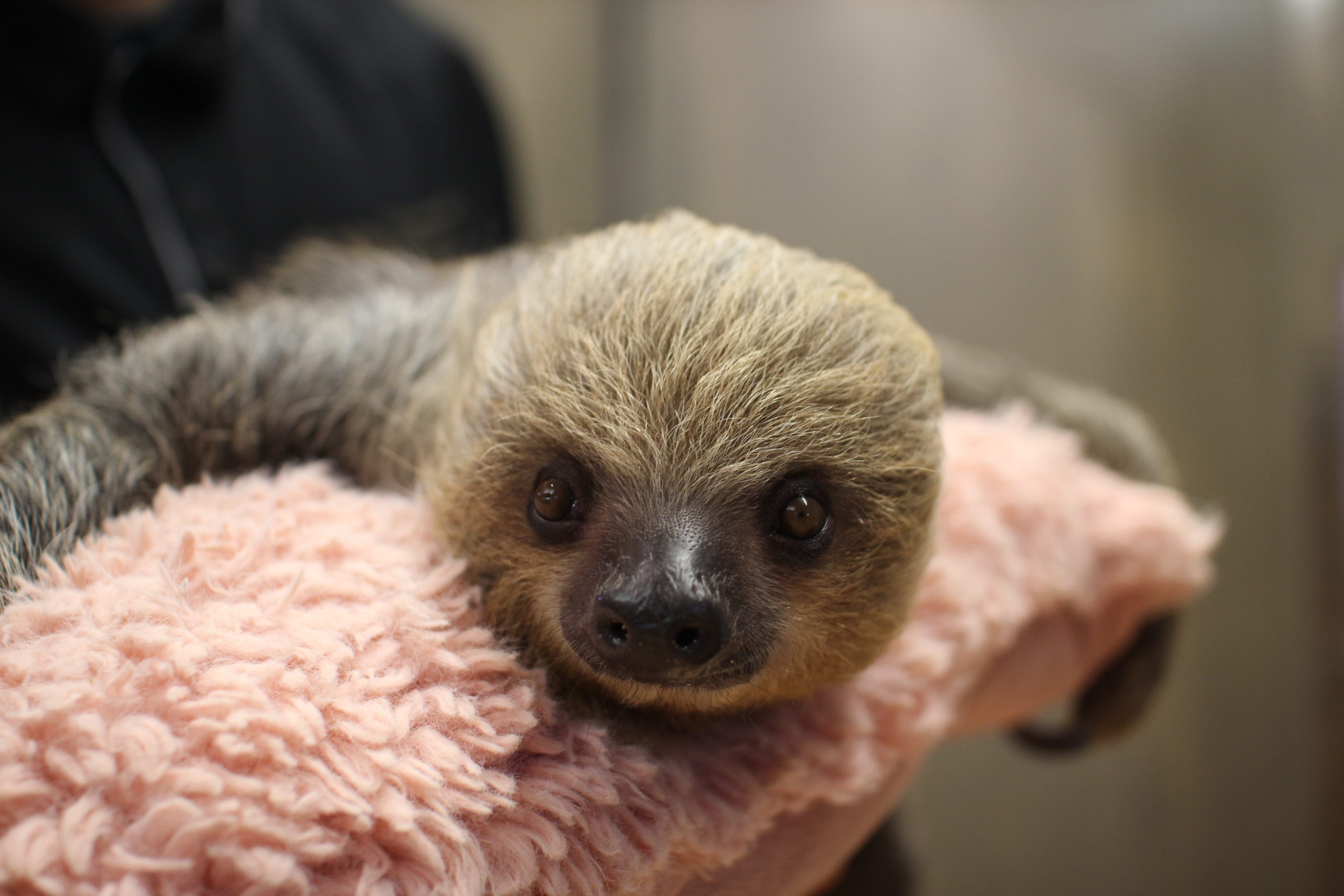 The Survival of the Slowest exhibit explores how slow moving animals use their developments to survive in the wild.