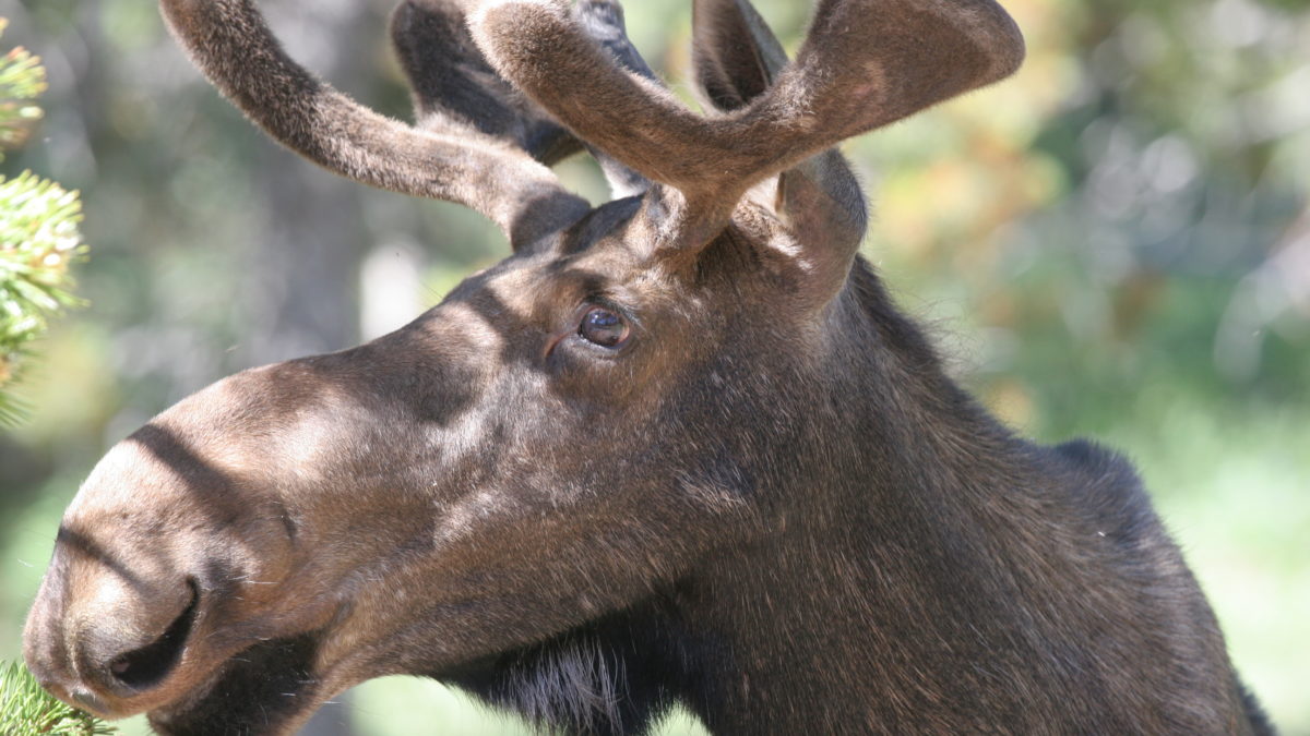 Biologists believe the first moose in Utah migrated naturally to the North Slope of the Uintas from Wyoming.