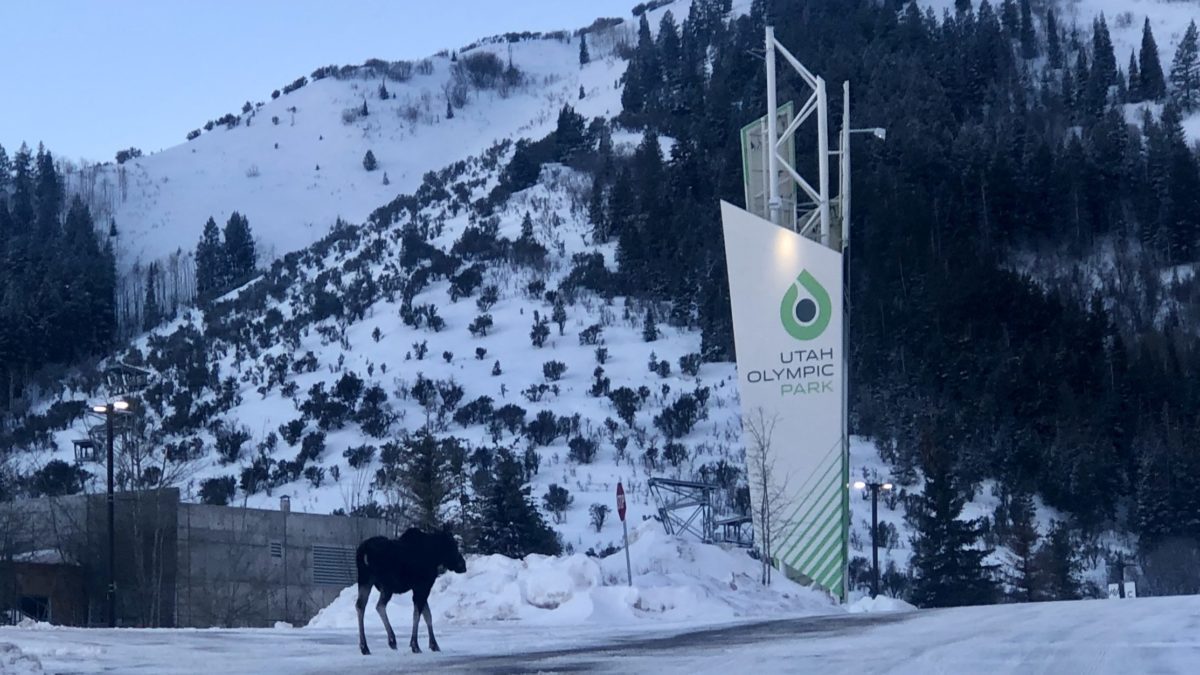 A moose spotted at Utah Olympic Park (UOP).